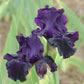 Close-up of a rich dark purple ozark rebounder bearded iris flower with a blurred background