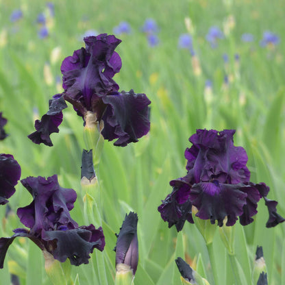 Close-up of a rich dark purple ozark rebounder bearded iris flower with a blurred background