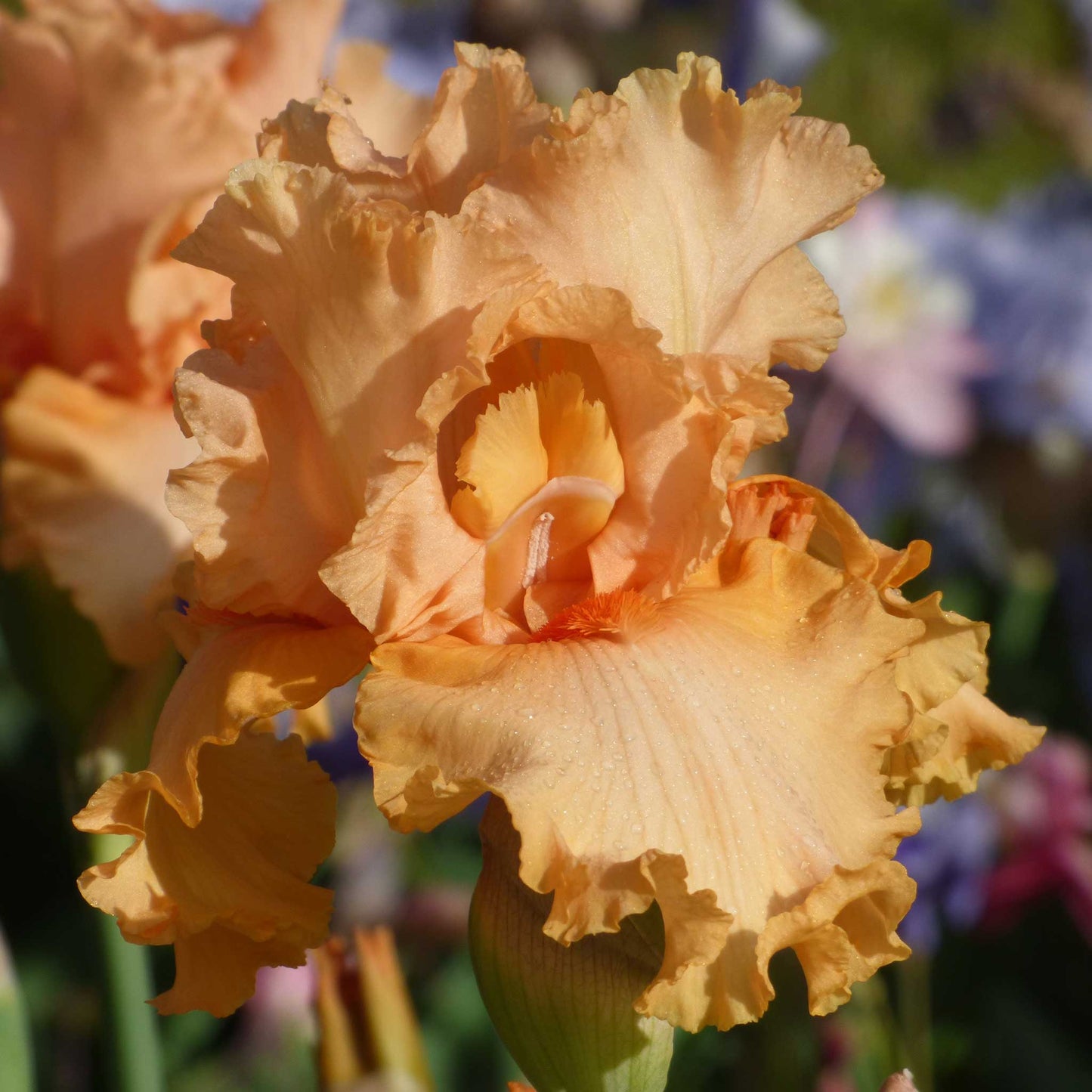 bearded iris - peach state