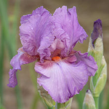 Close-up of a purple persian berry bearded iris flower with a blurred background