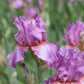 Close-up of a purple persian berry bearded iris flower with a blurred background