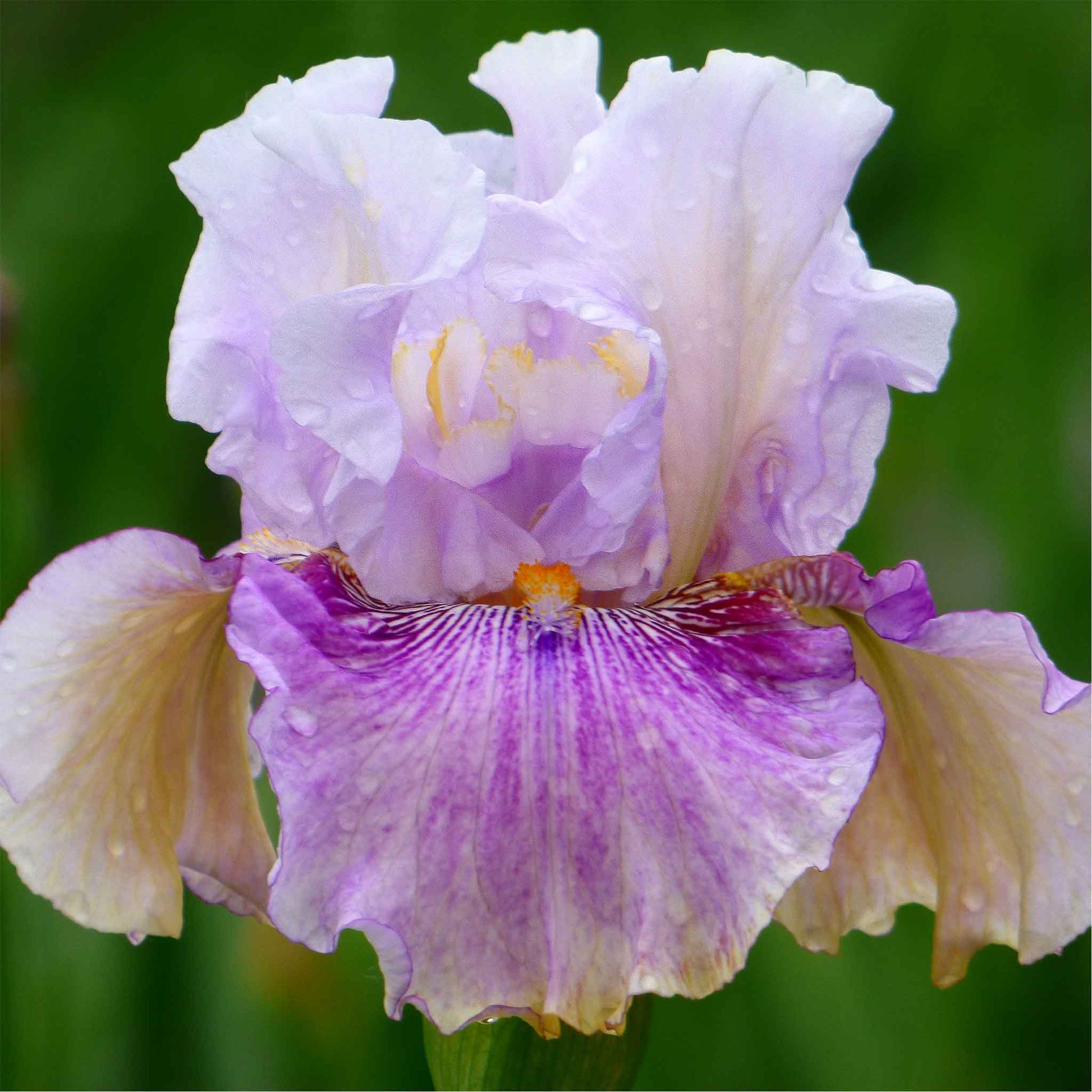  Bearded iris pickathon with soft pink and peach petals against a blurred background.