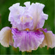 Bearded Iris Bulbs - Pickathon