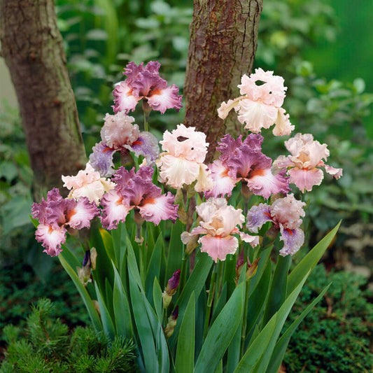 bearded iris pink mix