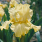 bearded iris pride of ireland