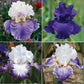 bearded iris purple mix