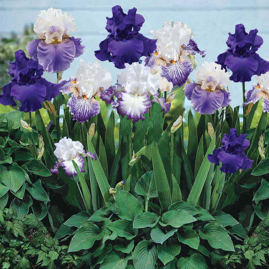 bearded iris purple mix