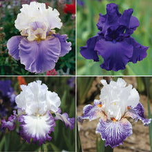 Grid of bearded iris purple mix varieties shown against a white background.