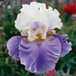 bearded iris purple mix