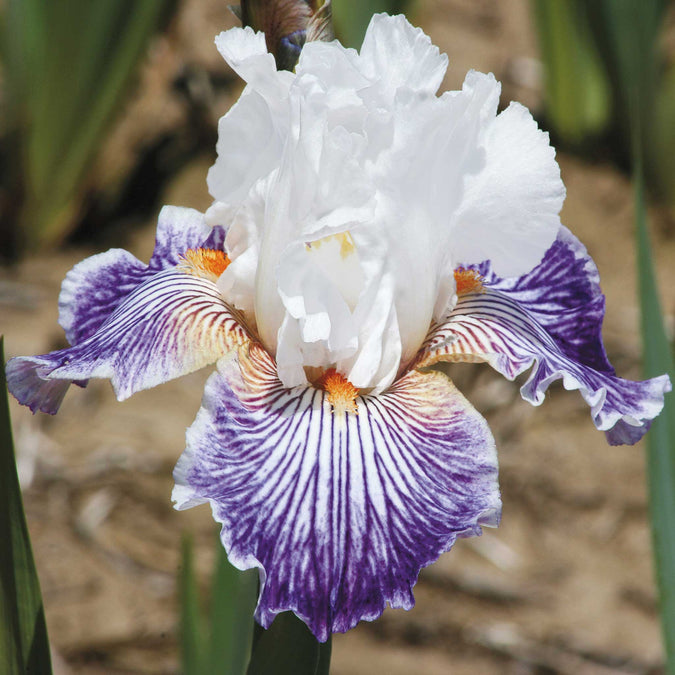 bearded iris purple mix