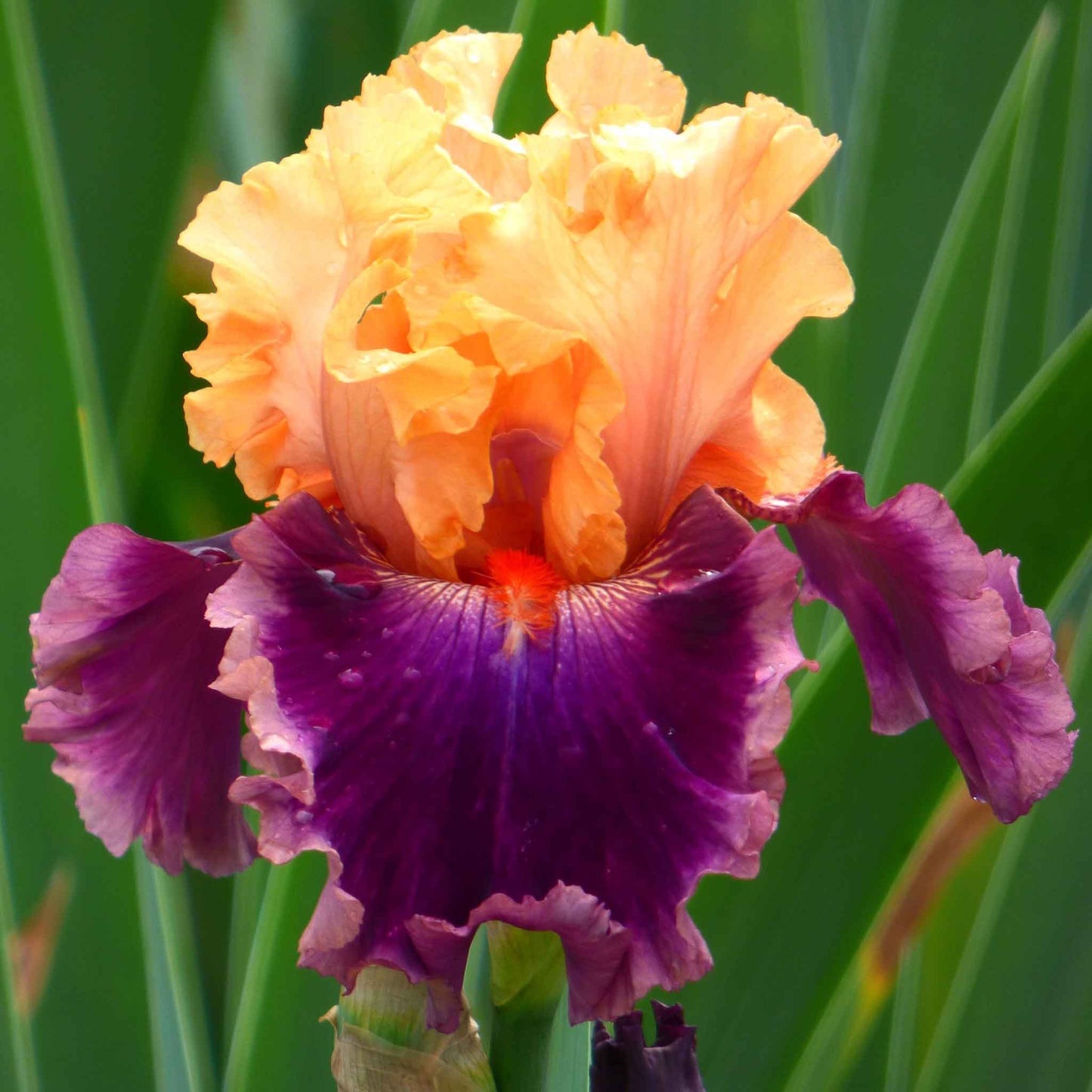 bearded iris rasputin