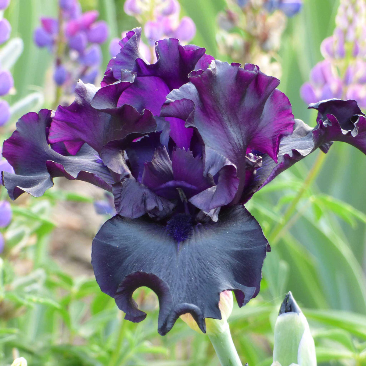 Bearded Iris Bulbs - Raven Girl | Fall Flower Bulbs | Eden Brothers