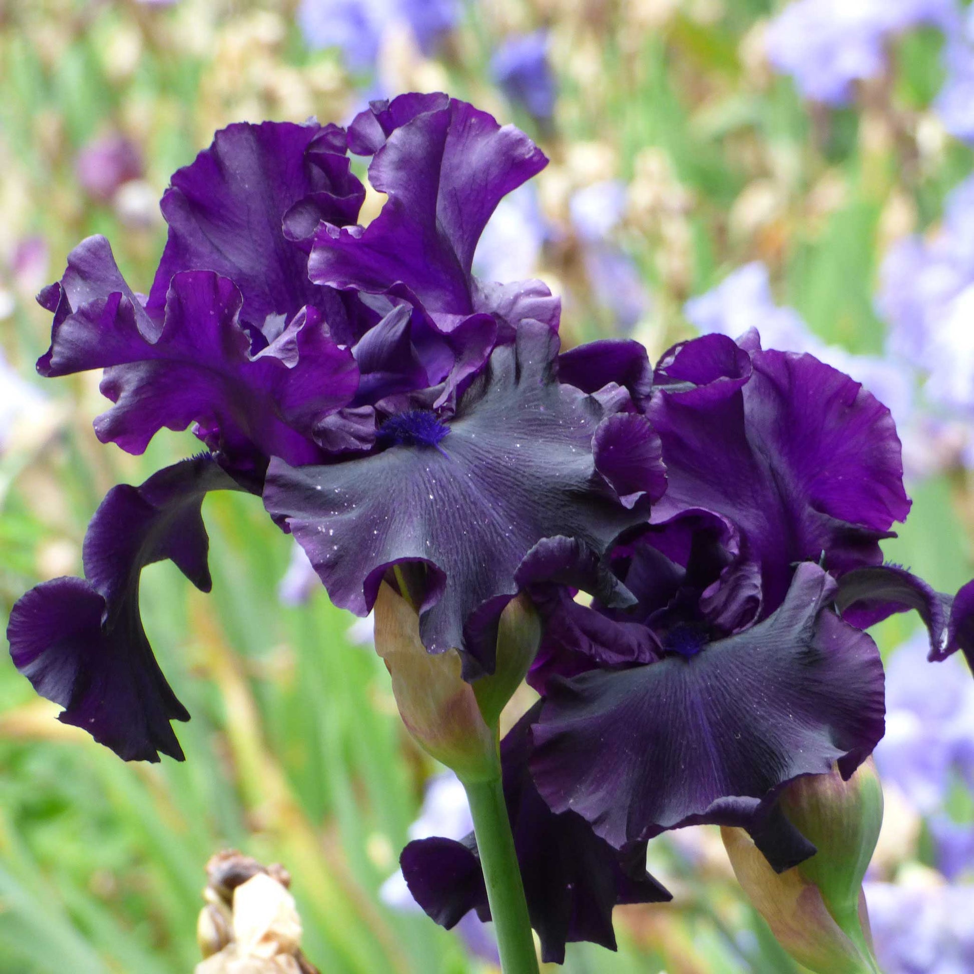 Close up of purple raven girl bearded iris in a garden setting