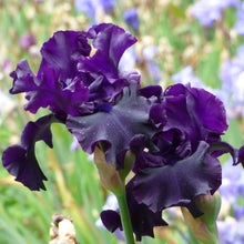 Close up of purple raven girl bearded iris in a garden setting