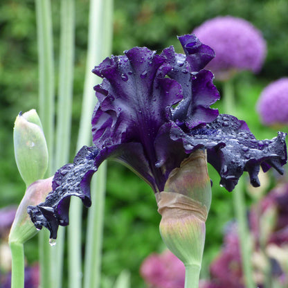 Close up of a purple raven girl bearded iris in a garden setting