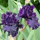 Close up of purple raven girl bearded iris in a garden setting