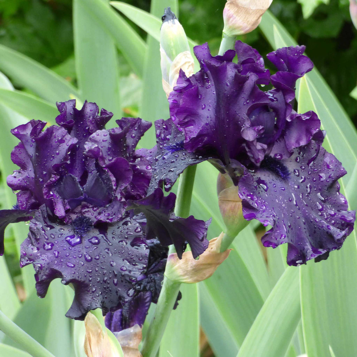 Bearded Iris Bulbs - Raven Girl | Fall Flower Bulbs | Eden Brothers