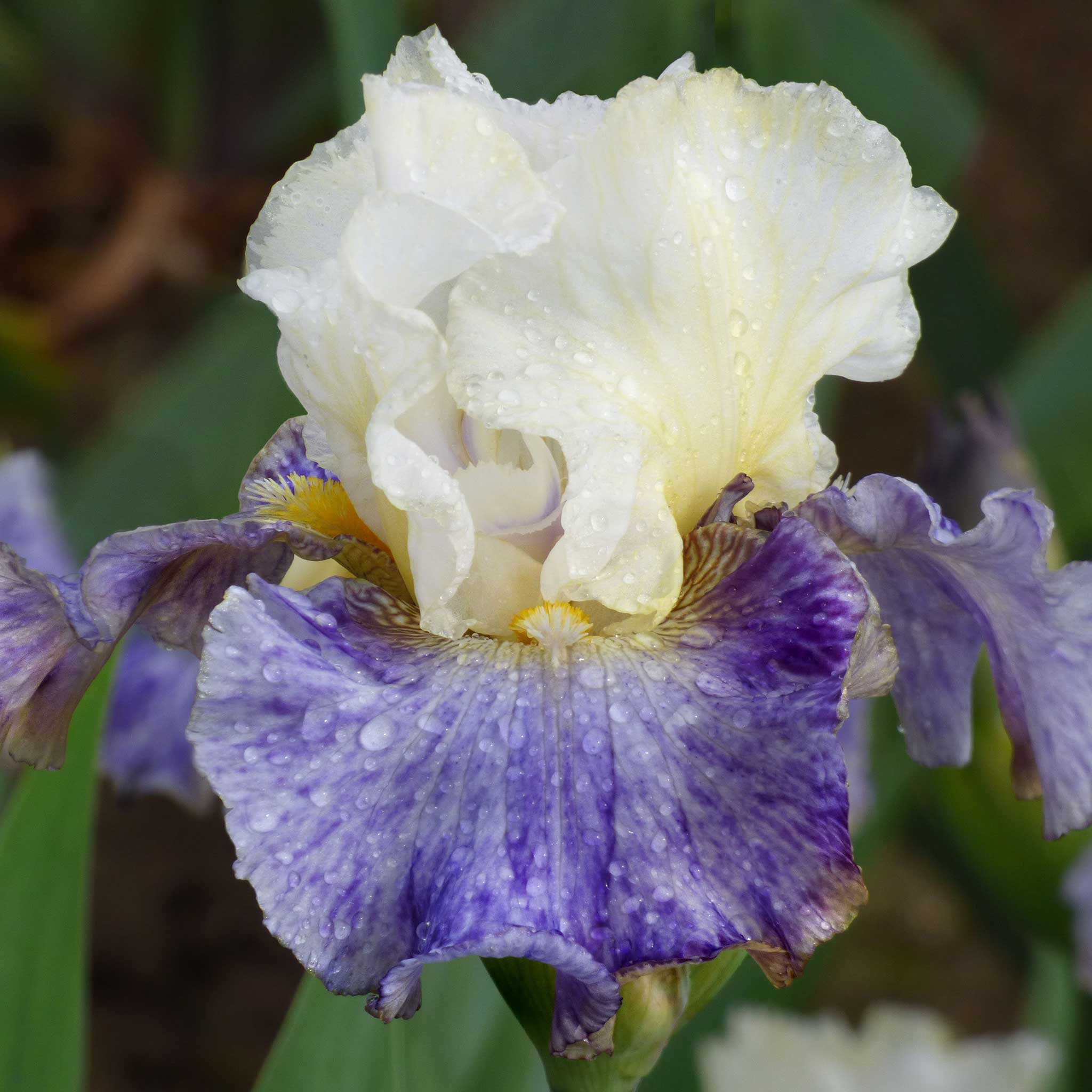 Close up of a purple and yellow rhizome cowboy bearded iris in a garden setting