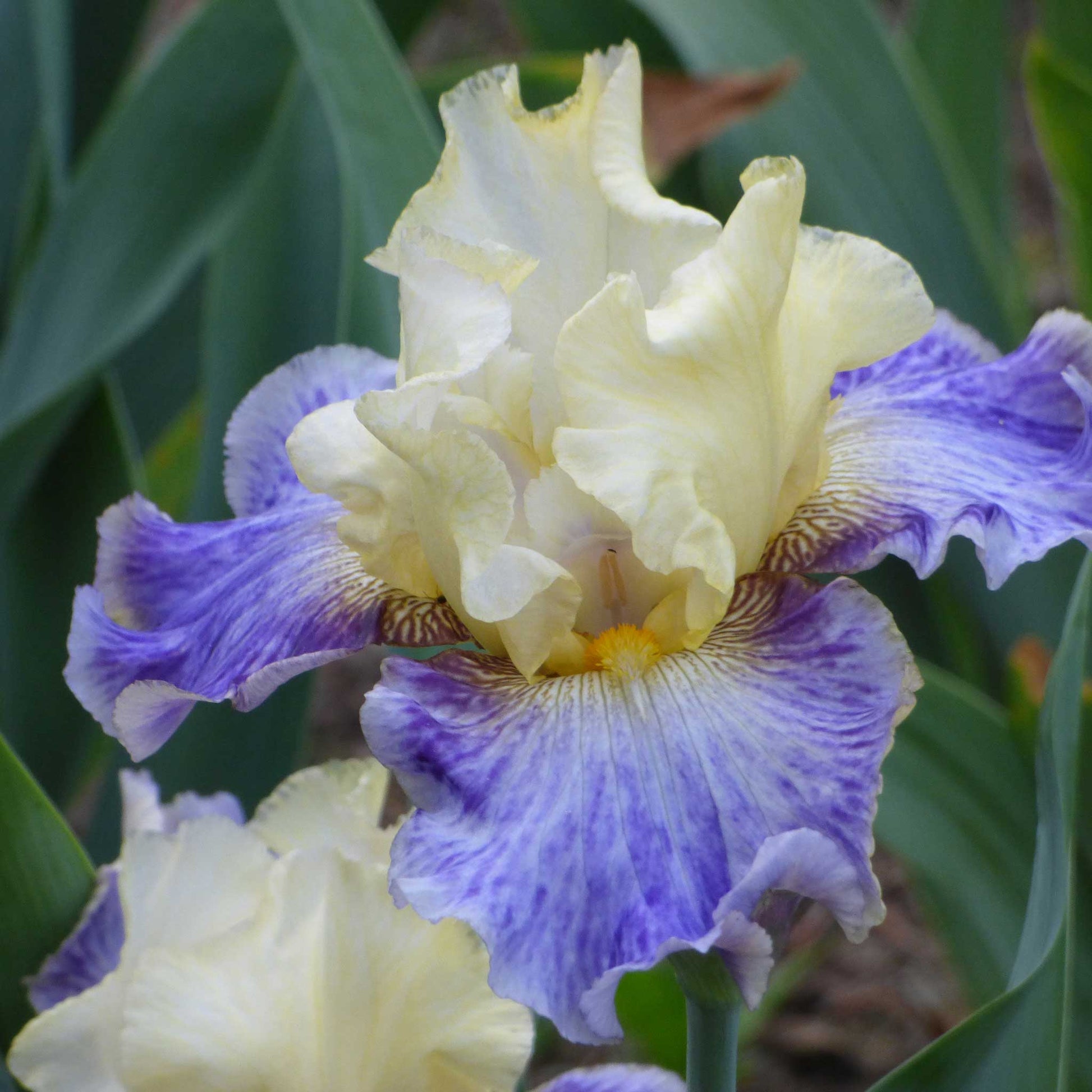 Close up of a purple and yellow rhizome cowboy bearded iris in a garden setting
