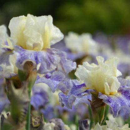 Close up of purple and yellow rhizome cowboy bearded iris in a garden setting