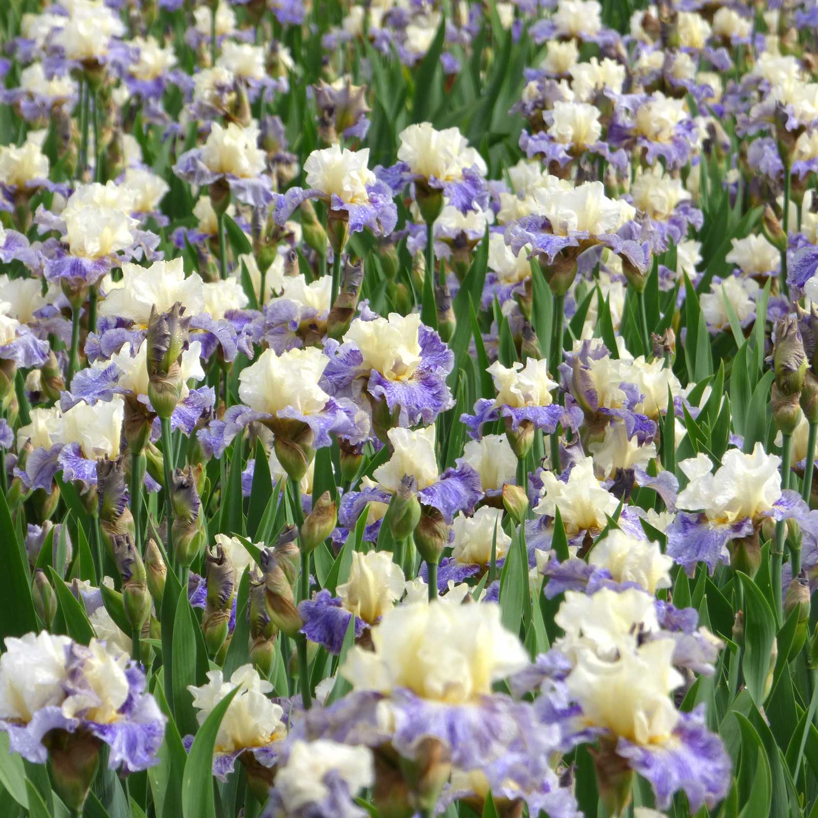 Close up of a purple and yellow rhizome cowboy bearded iris in a garden setting