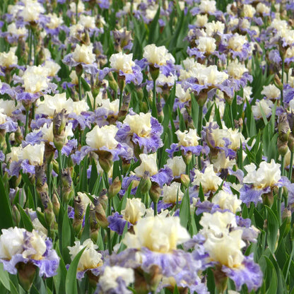 Close up of a purple and yellow rhizome cowboy bearded iris in a garden setting
