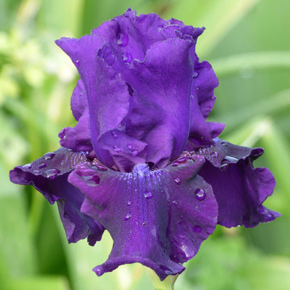 Purple rosalie figge iris flower with water droplets against a blurred green background