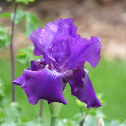 Purple rosalie figge iris flower with water droplets against a blurred green background