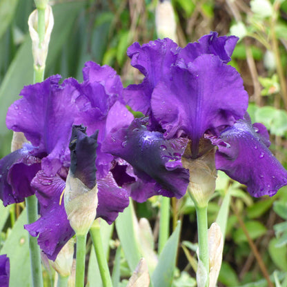 Purple rosalie figge iris flower with water droplets against a blurred green background