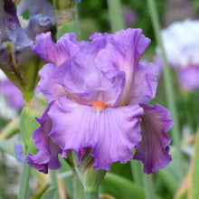 Close-up of a light purple scrumdiddlyumptious bearded iris flower with a blurred background