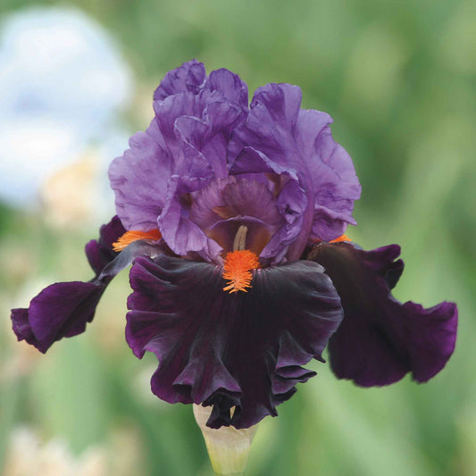 bearded iris sharp dressed man