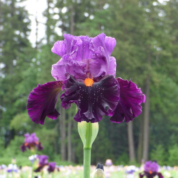 bearded iris sharp dressed man