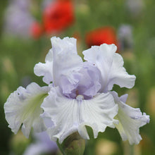 Close-up of a whitish purple silverado bearded iris flower with a blurred background