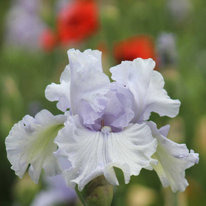 Close-up of a whitish purple silverado bearded iris flower with a blurred background