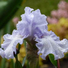 Close-up of a whitish purple silverado bearded iris flower with a blurred background