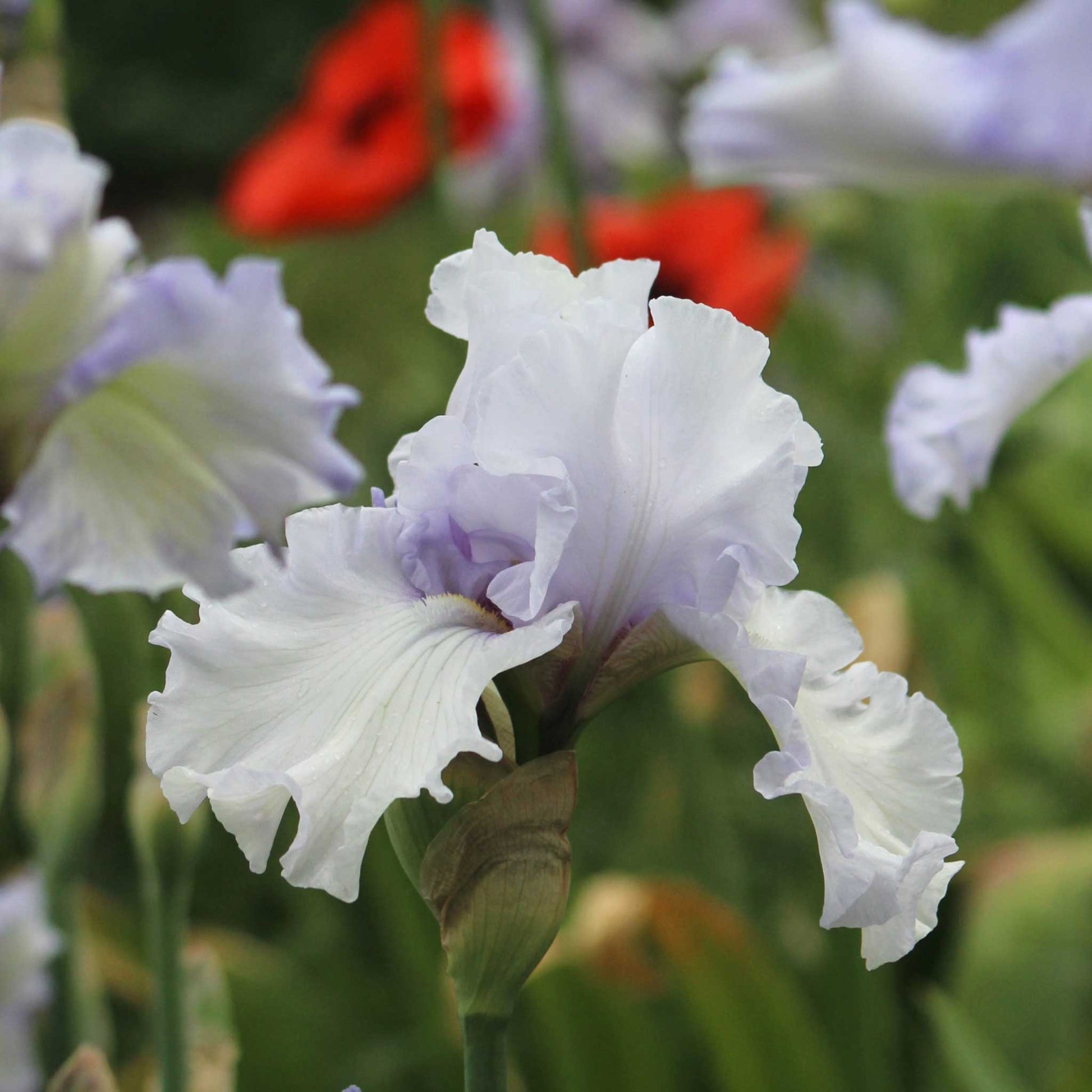 Close-up of a whitish purple silverado bearded iris flower with a blurred background