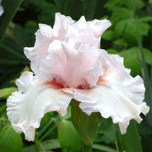 White bearded iris society page with a purple edge blooming in a garden.