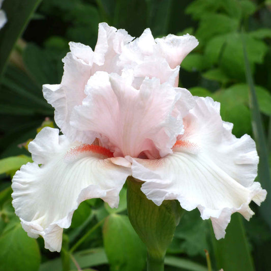 bearded iris society page