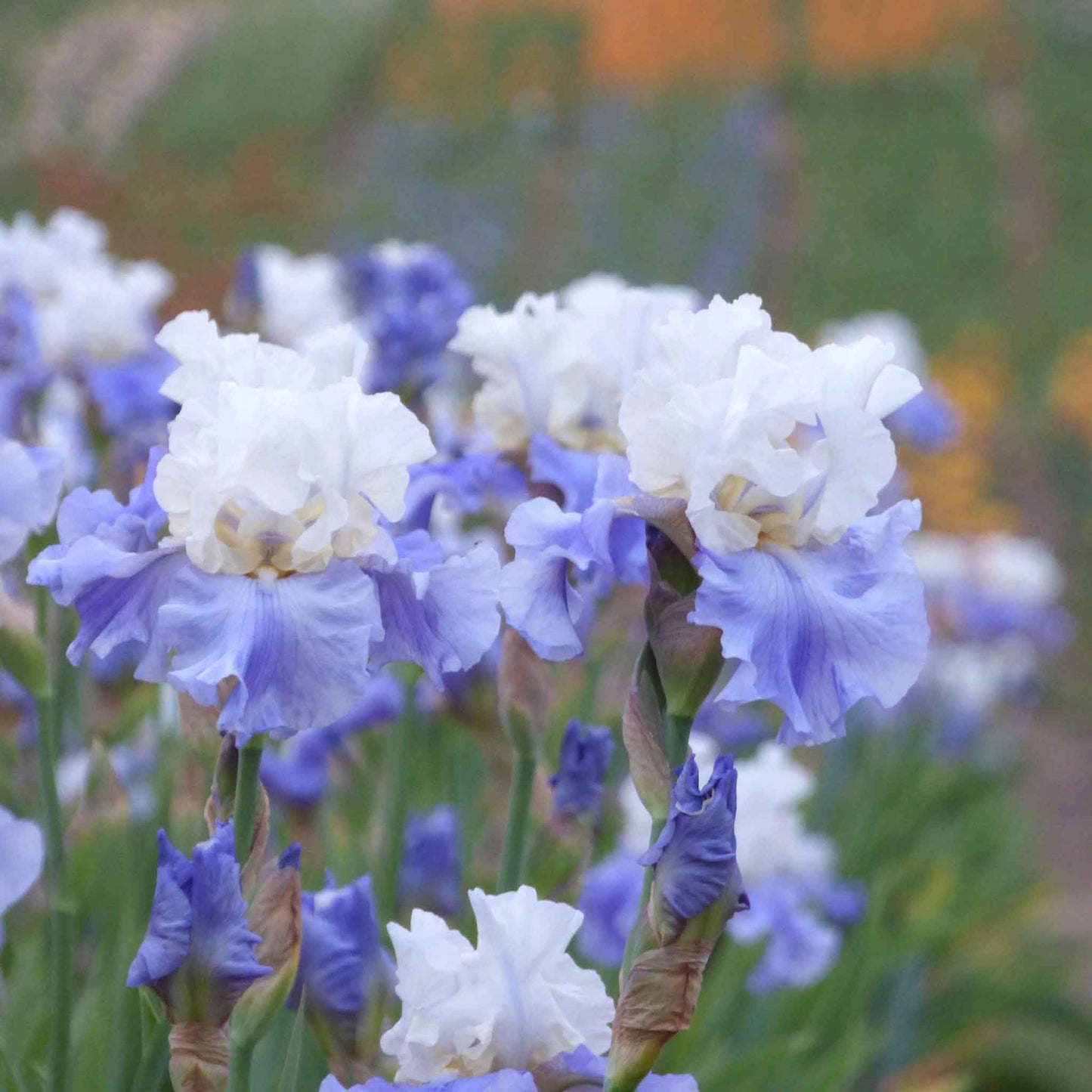 bearded iris stairway to heaven