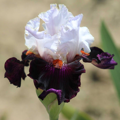 Close up of a dark purple and white starring bearded iris in a garden setting