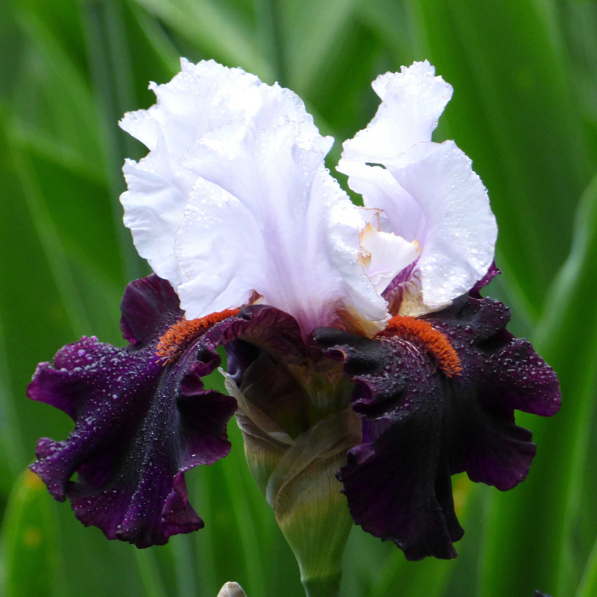 Close up of a dark purple and white starring bearded iris in a garden setting