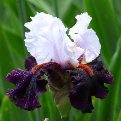 Close up of a dark purple and white starring bearded iris in a garden setting