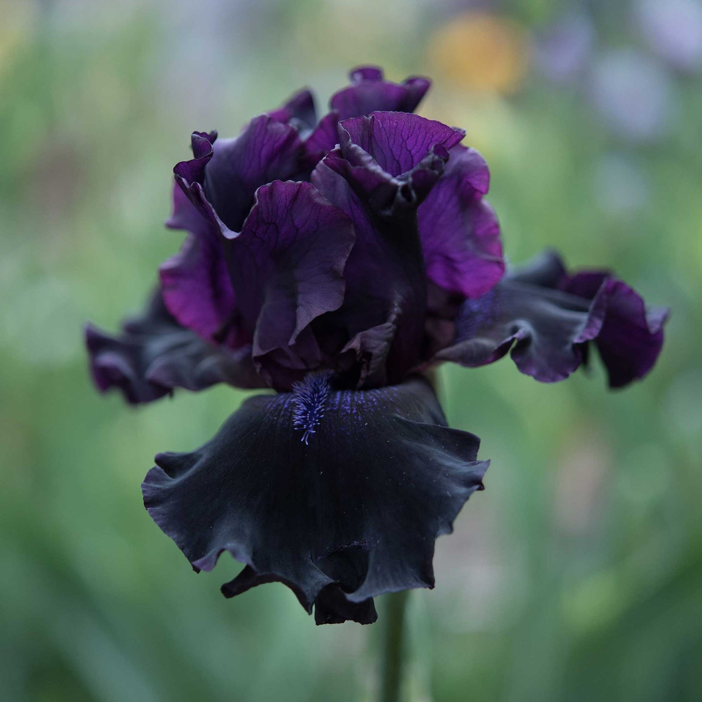 bearded iris superstition