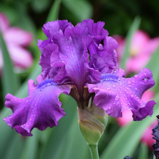 bearded iris swingtown
