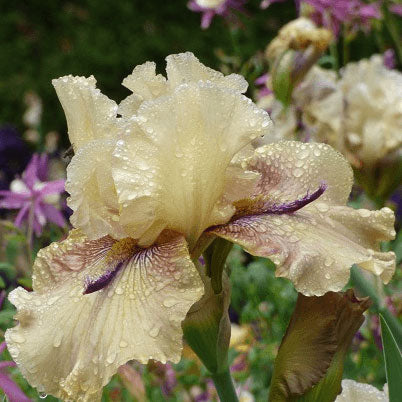 bearded iris thornbird