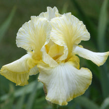 Close-up of a yellow total recall bearded iris flower with a blurred green background