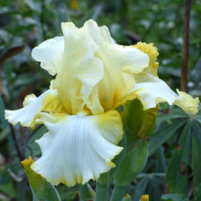 Close-up of a yellow total recall bearded iris flower with a blurred green background