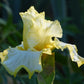 Close-up of a yellow total recall bearded iris flower with a blurred green background