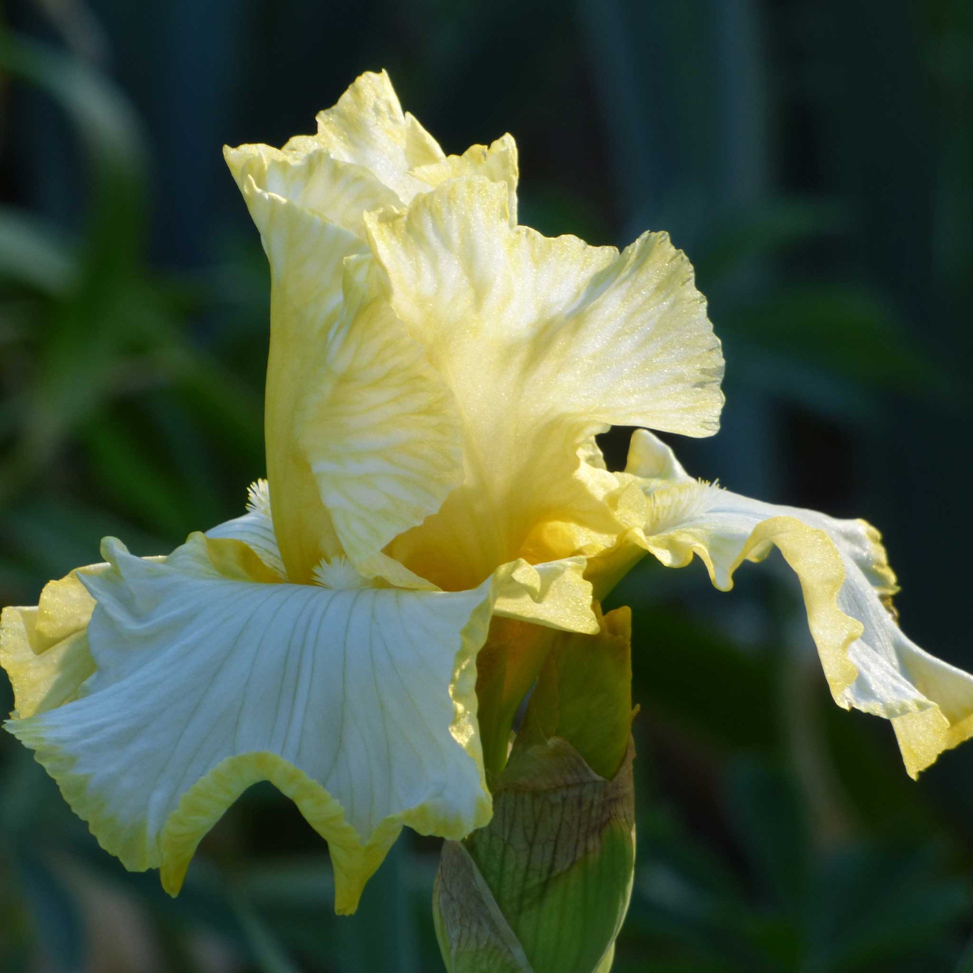 Close-up of a yellow total recall bearded iris flower with a blurred green background