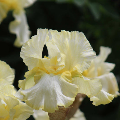 Close-up of a yellow total recall bearded iris flower with a blurred green background